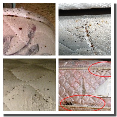 bed bug signs