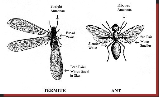 termites vs. ants