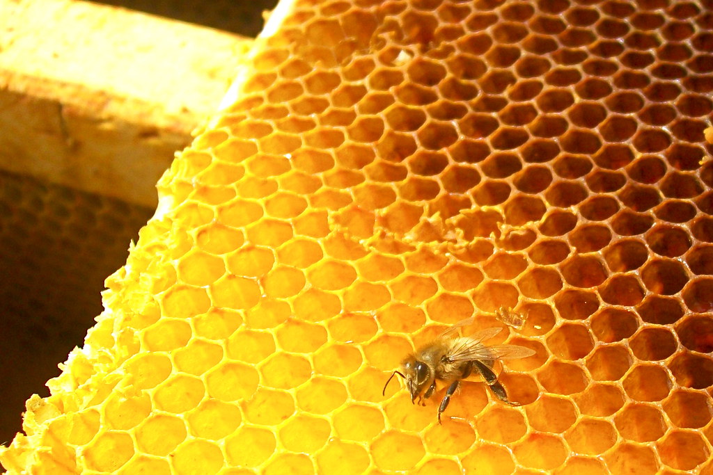 honey-bee-comb