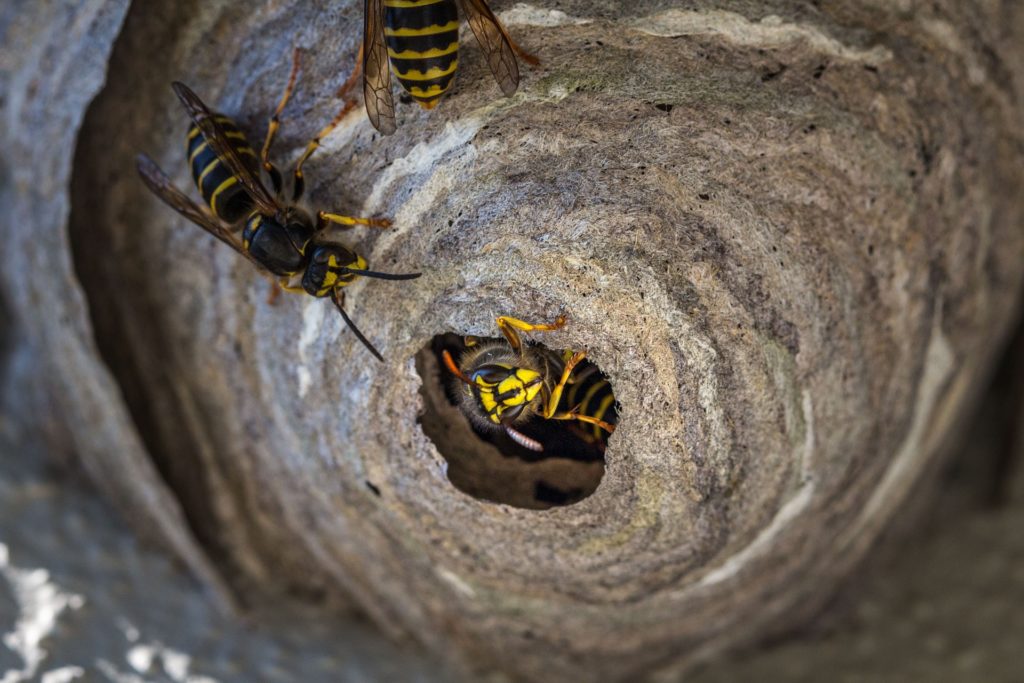 wasps_nest