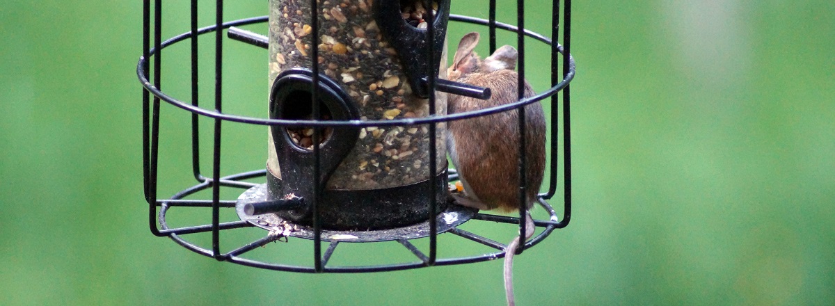 Small mouse in a hanging bird feeder
