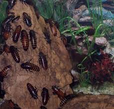 cockroaches-habitat