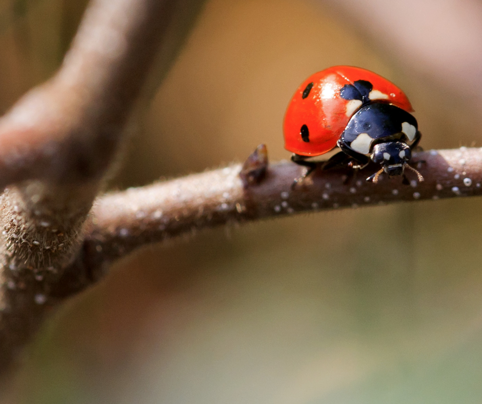 ladybug_image_1