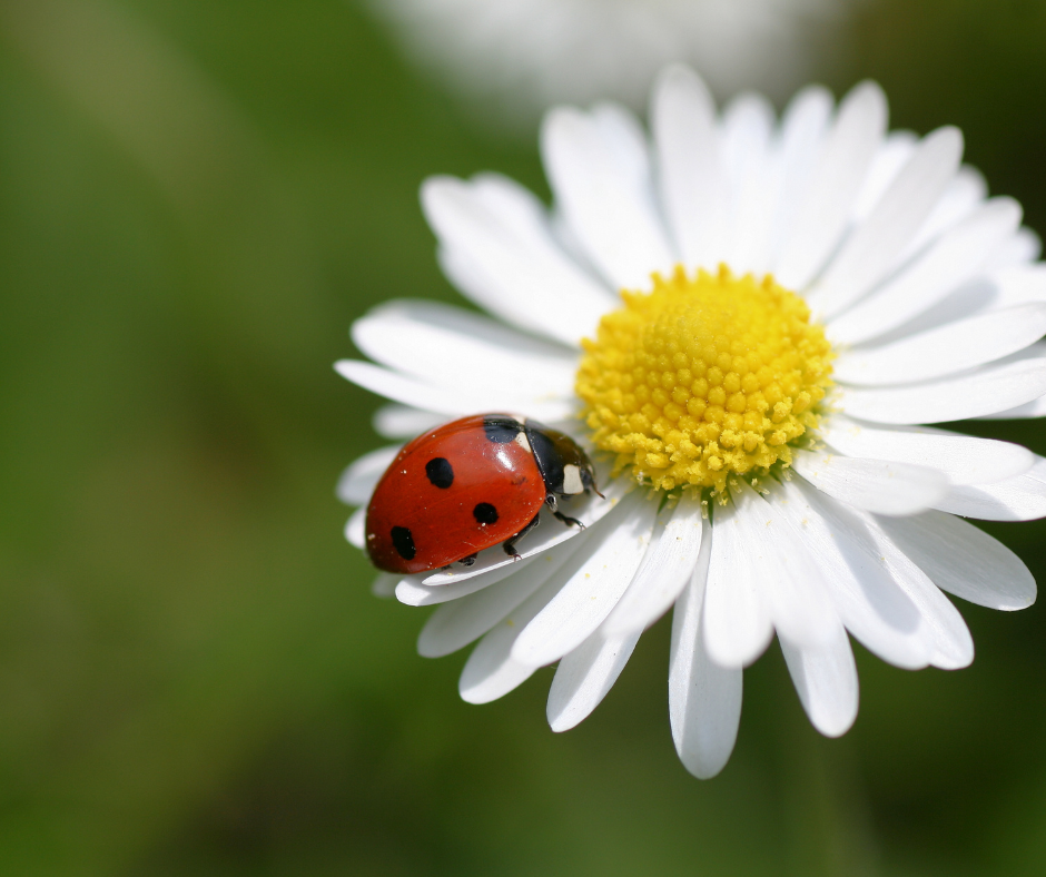 ladybug_image_2
