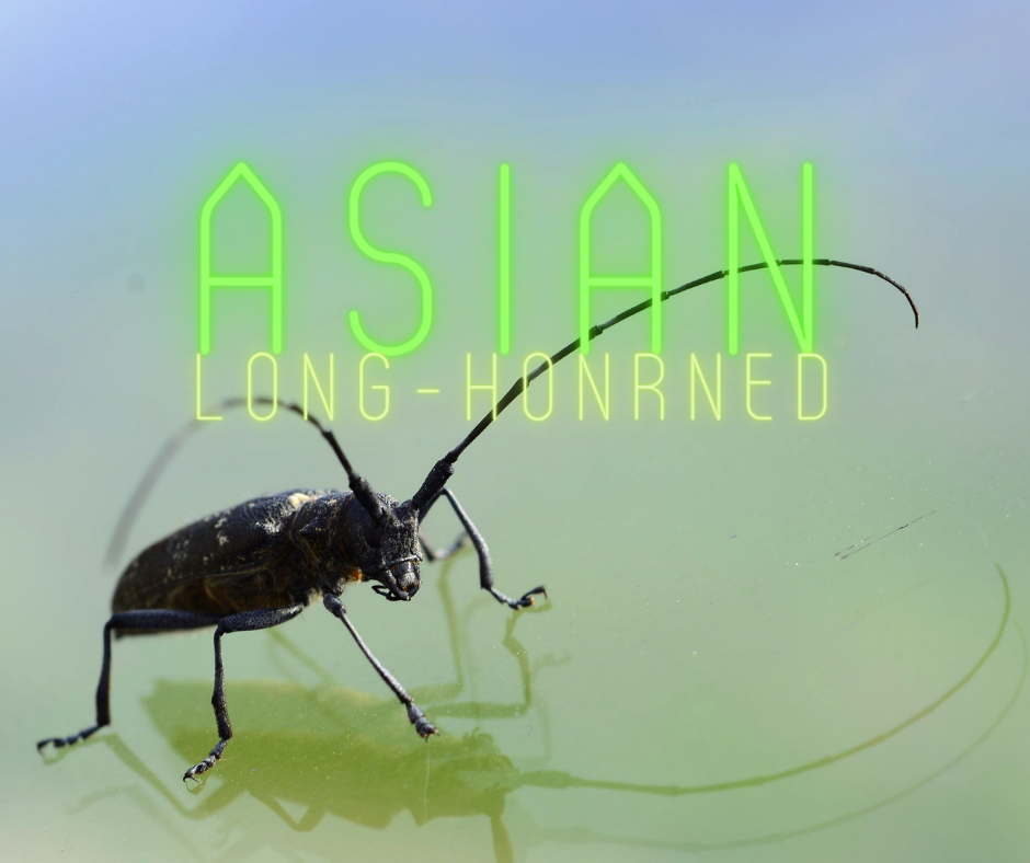 asian-longhorned