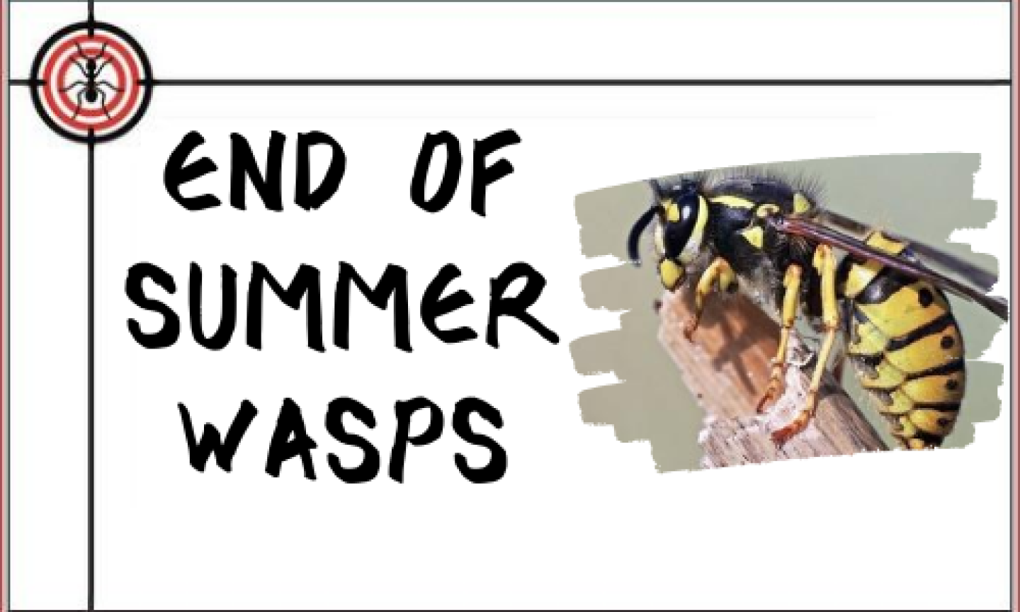 end_of_summer_wasps
