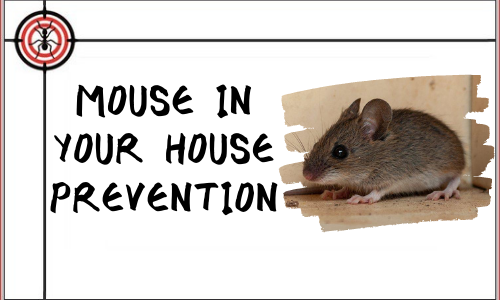 MOUSE-IN-THE-HOUSE-PREVENTION